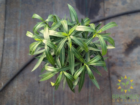 Large Oleander Nerium - NO SHIP -