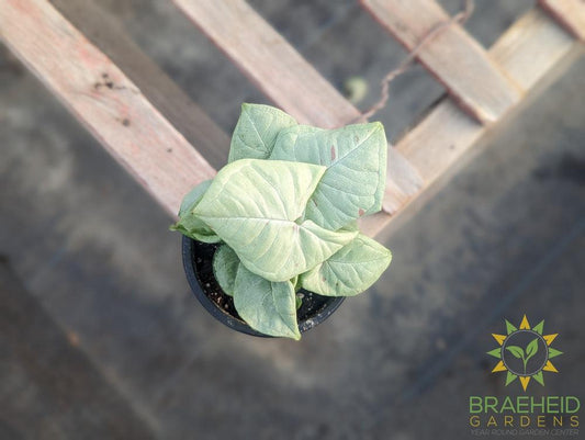 Syngonium Dazzle Color