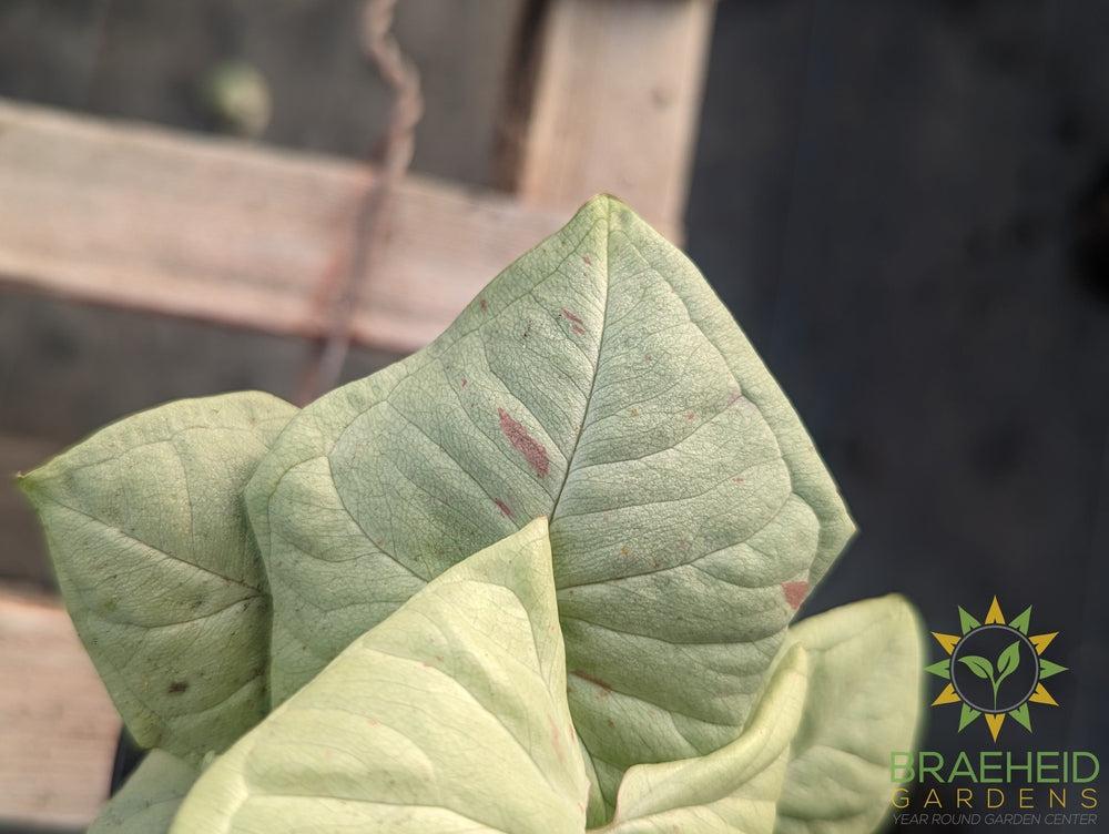 Syngonium Dazzle Color