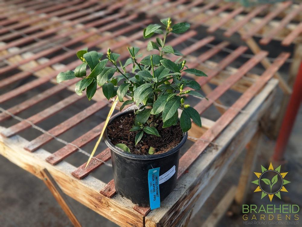 Meyer Lemon Citrus Shrub - NO SHIP -