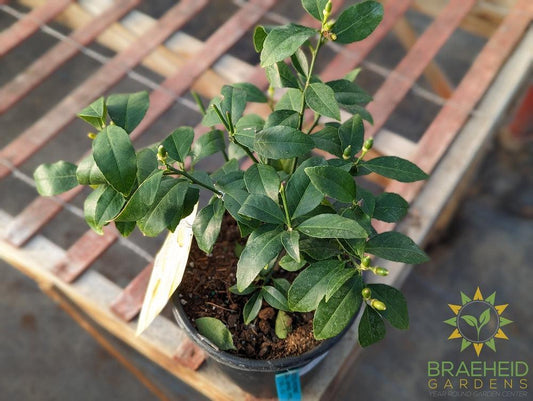 Meyer Lemon Citrus Shrub - NO SHIP -