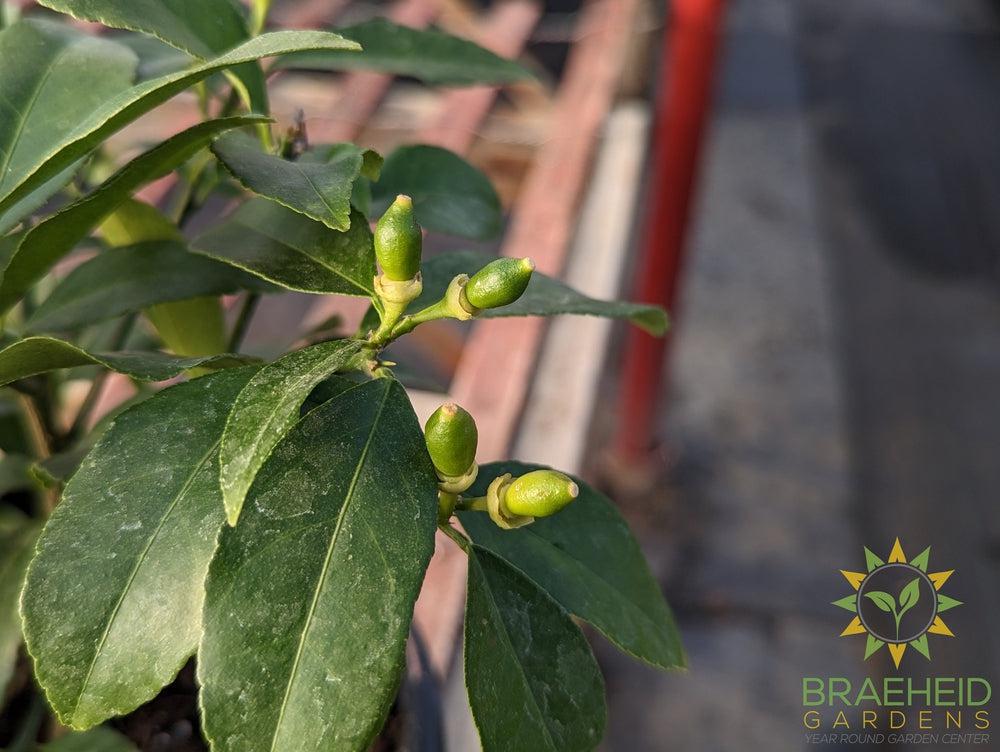 Meyer Lemon Citrus Shrub - NO SHIP -