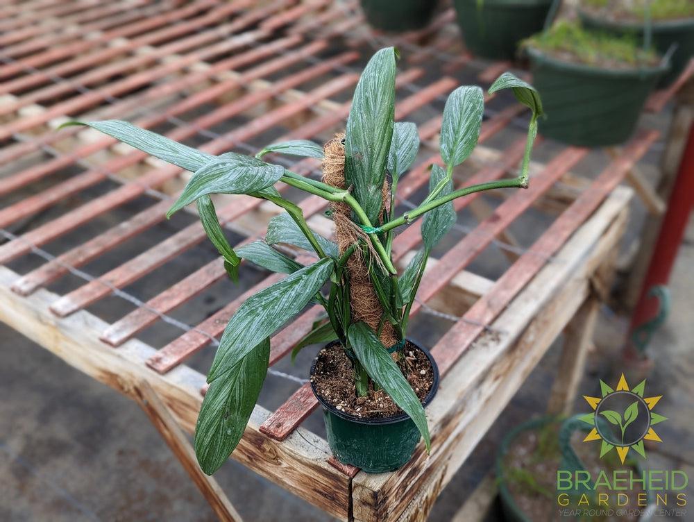 Epipremnum Amplissimum