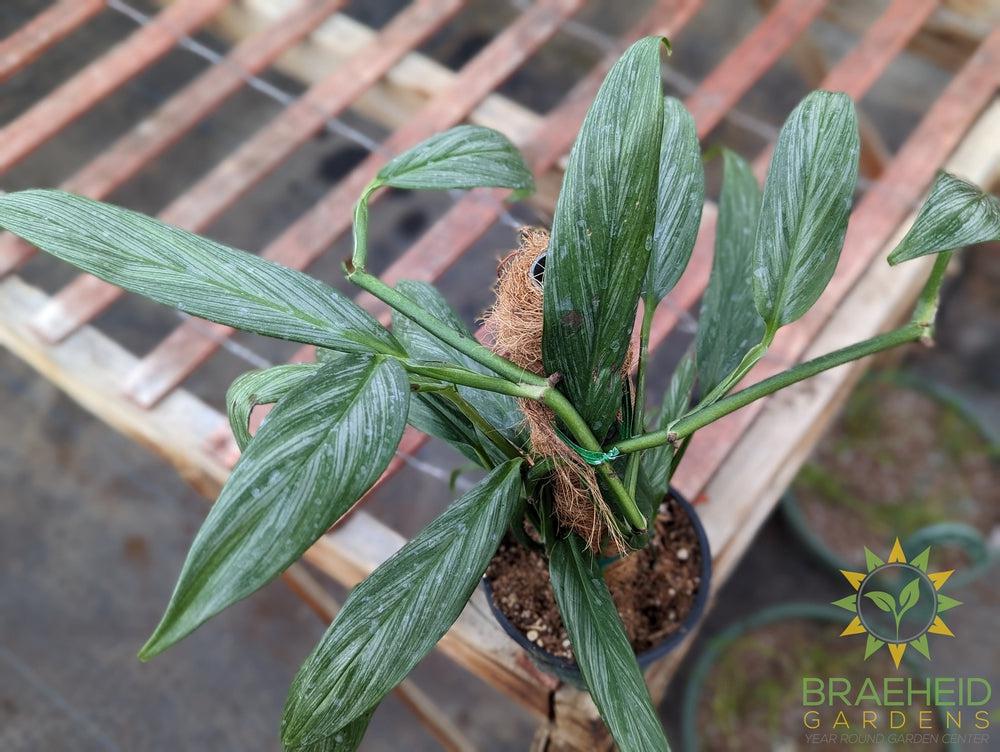 Epipremnum Amplissimum