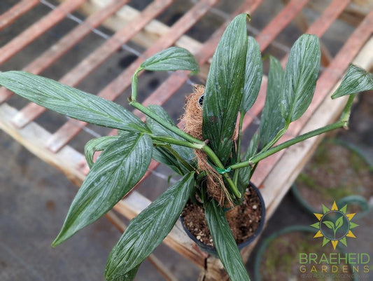 Epipremnum Amplissimum