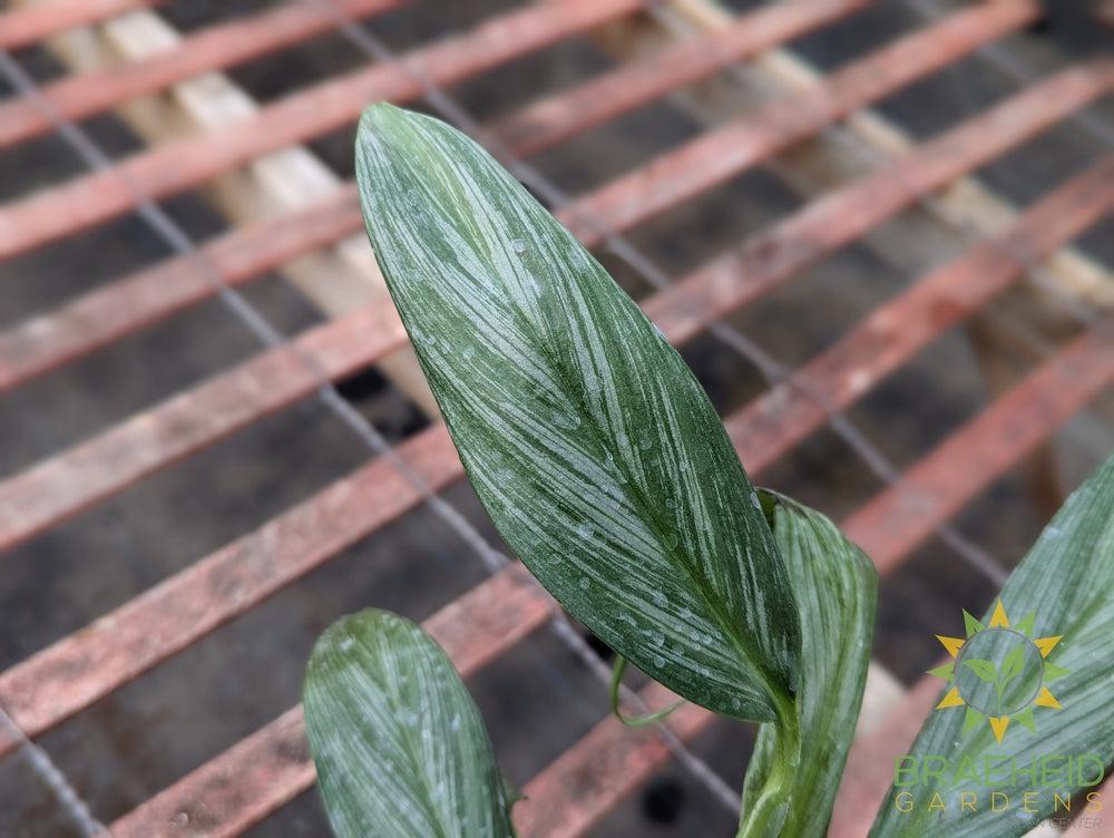 Epipremnum Amplissimum