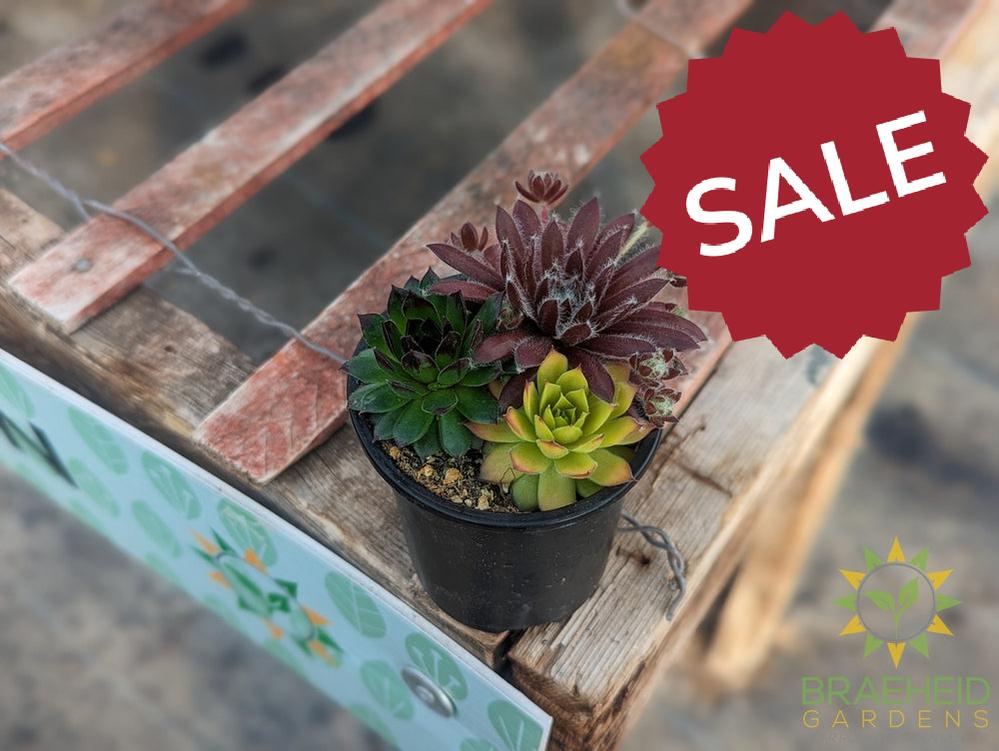 Trio Chick charms Sempervivum (Open for more)