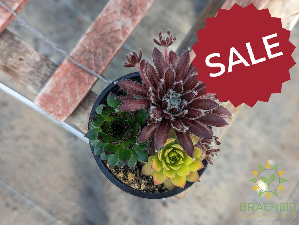Trio Chick charms Sempervivum (Open for more)