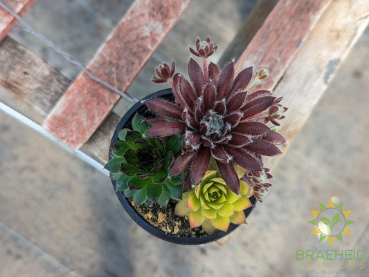 Trio Chick charms Sempervivum (Open for more)