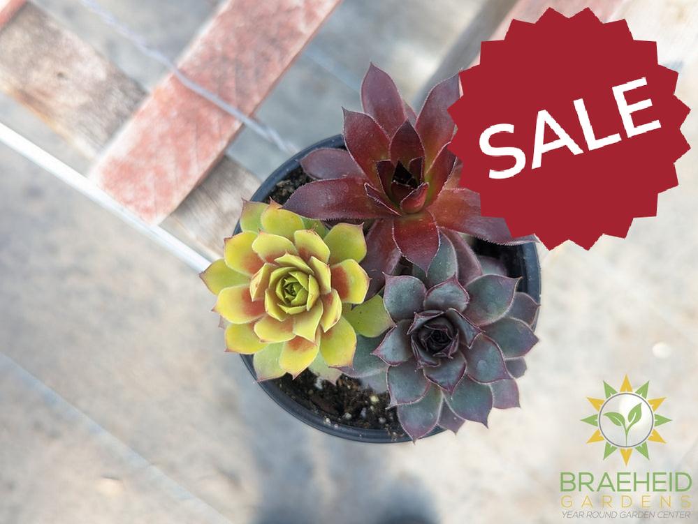 Trio Chick charms Sempervivum (Open for more)
