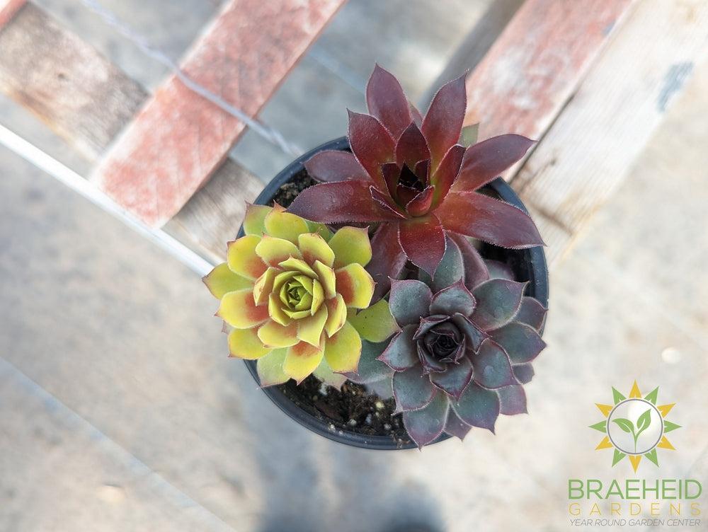 Trio Chick charms Sempervivum (Open for more)