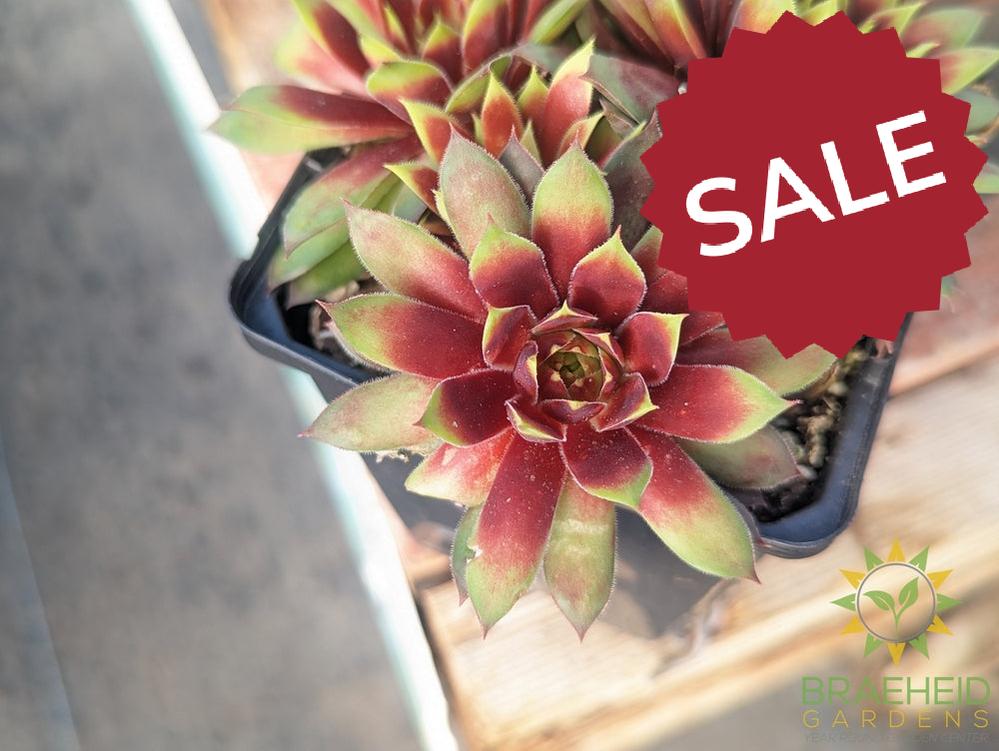 Sempervivum Chick Charms (open for more)