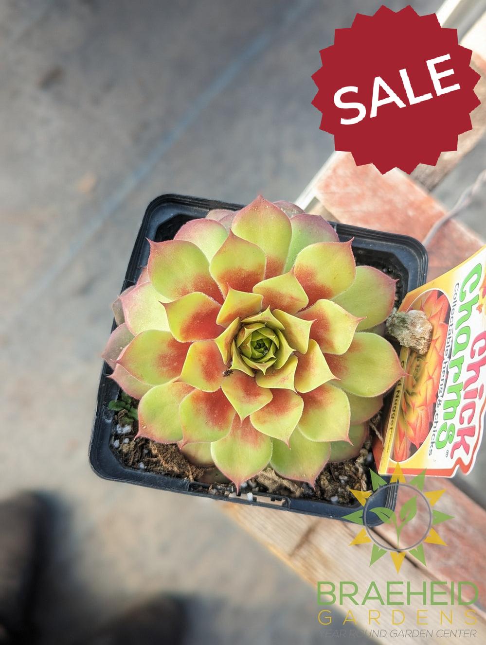 Sempervivum Chick Charms (open for more)