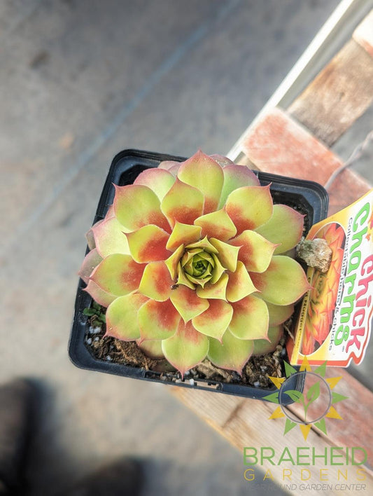 Sempervivum Chick Charms (open for more)