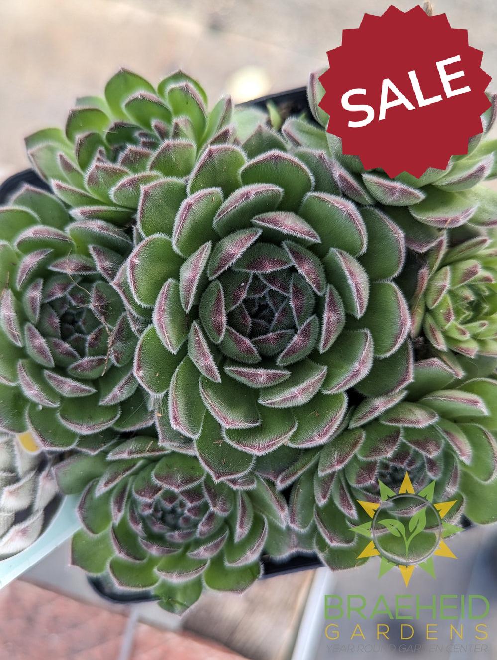 Sempervivum Chick Charms (open for more)