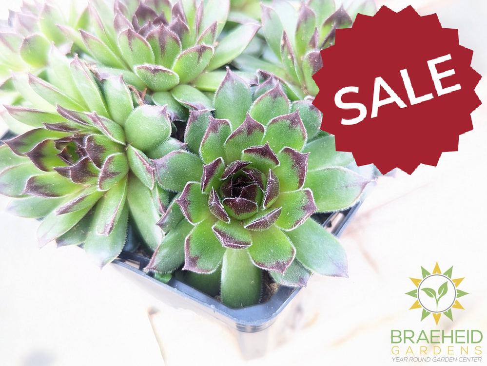 Sempervivum Chick Charms (open for more)