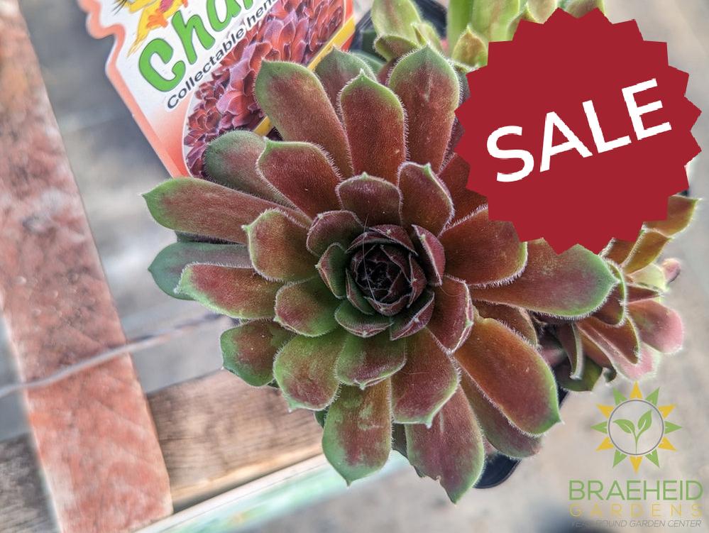 Sempervivum Chick Charms (open for more)