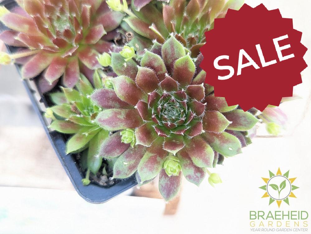 Sempervivum Chick Charms (open for more)