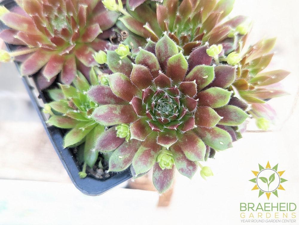 Sempervivum Chick Charms (open for more)