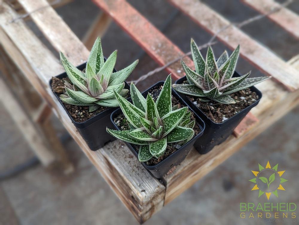 Gasteraloe Green Ice - NO SHIP -