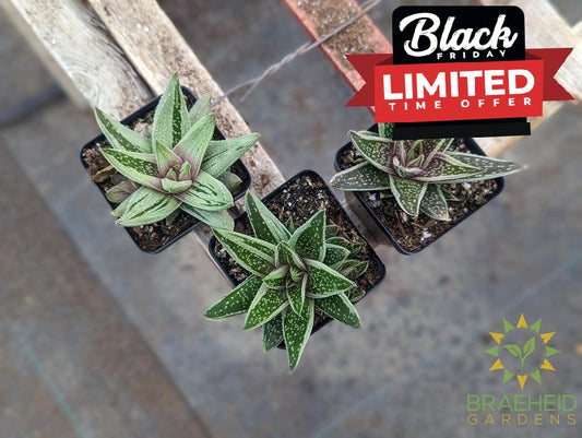 Gasteraloe Green Ice - NO SHIP -