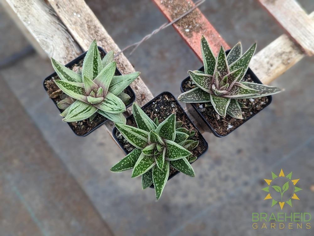 Gasteraloe Green Ice - NO SHIP -