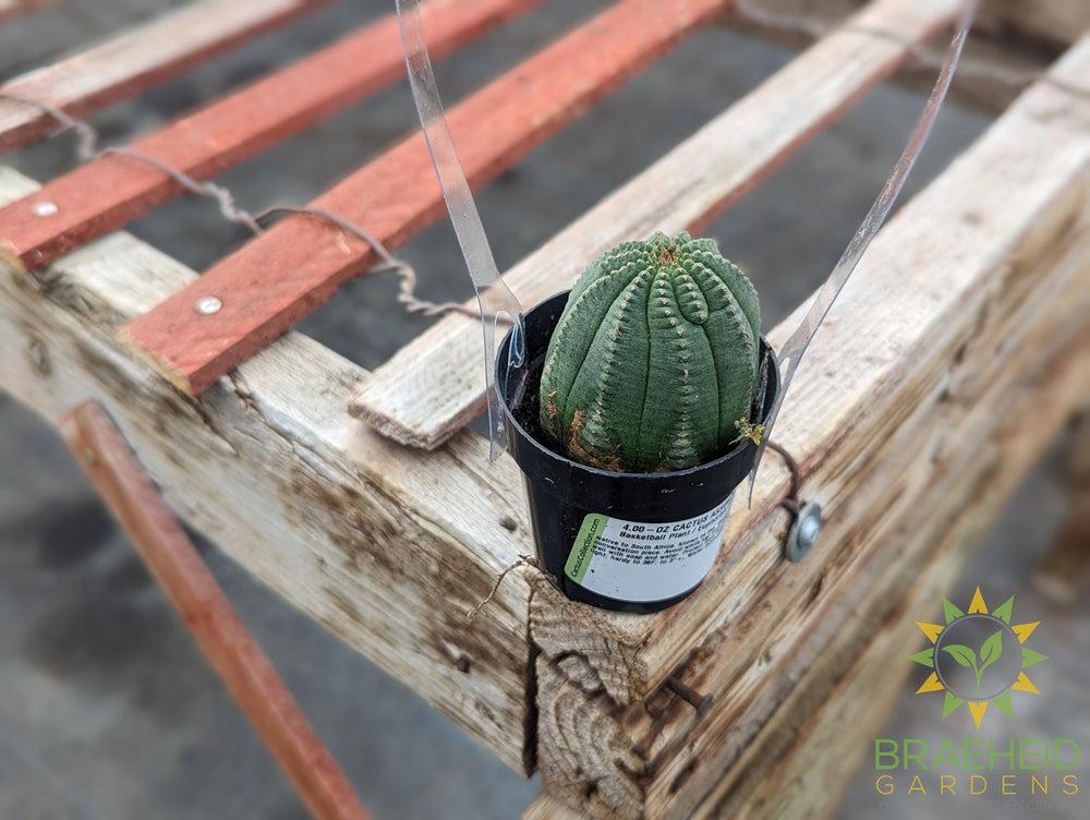 Euphorbia Obesa