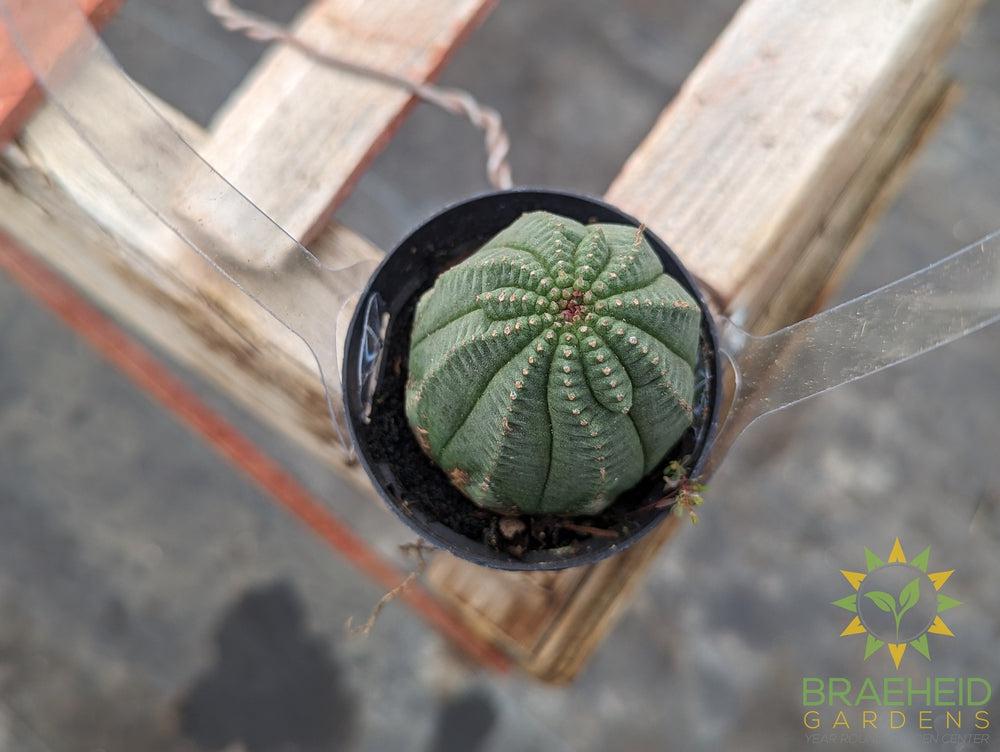 Euphorbia Obesa