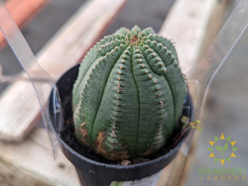 Euphorbia Obesa