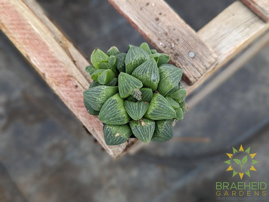 Haworthia Emelyae