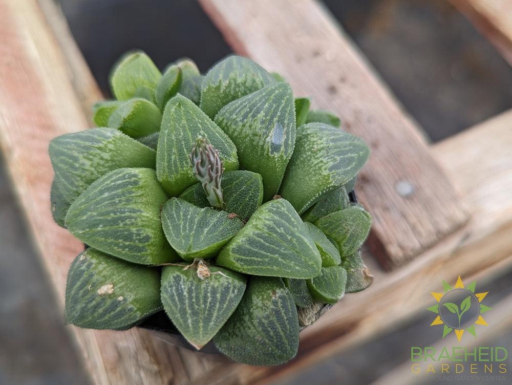 Haworthia Emelyae
