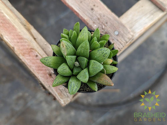 Haworthia Turgida