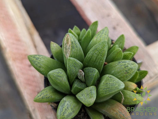 Haworthia Cuspidata