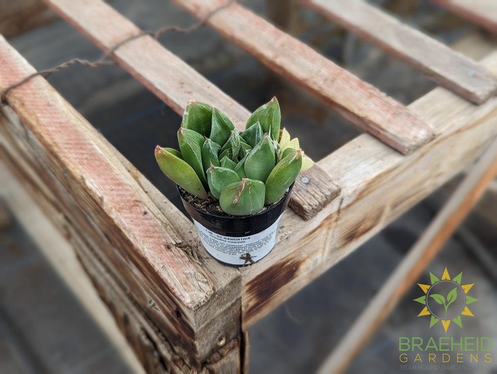 Haworthia Cuspidata