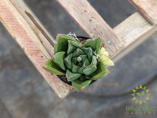 Mirabilis Haworthia Mundula