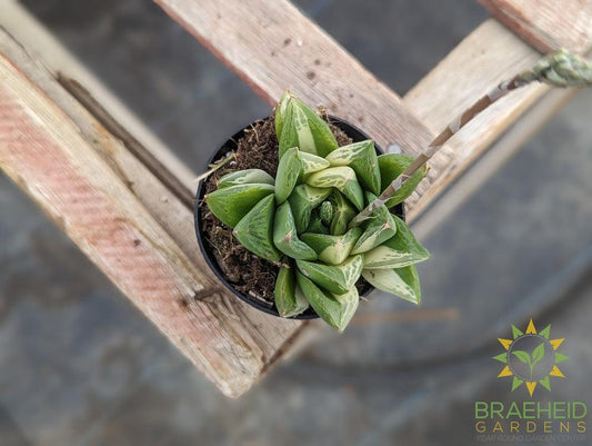 Haworthia Cuspidata Variegated