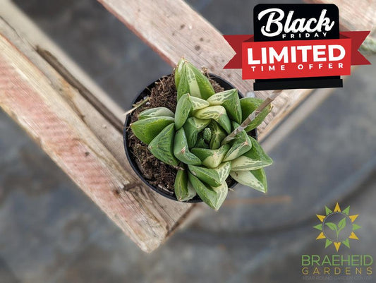 Haworthia Cuspidata Variegated