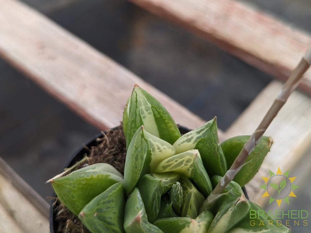 Haworthia Cuspidata Variegated