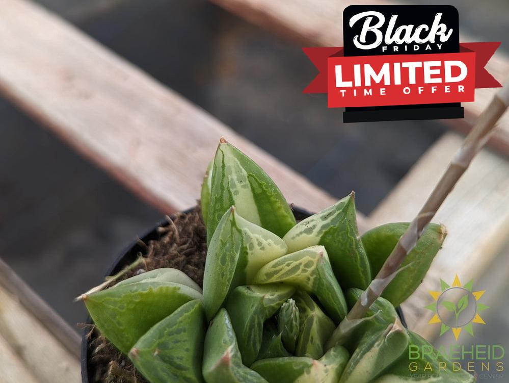 Haworthia Cuspidata Variegated