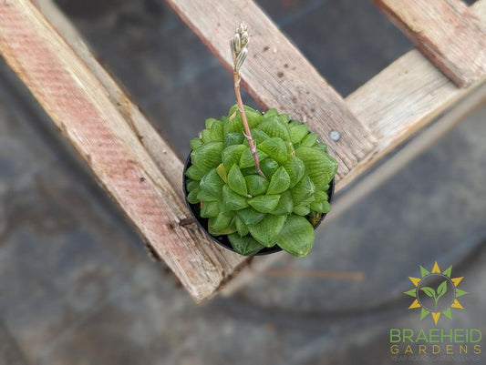 Haworthia Cymbiformis