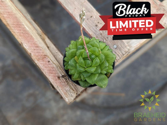 Haworthia Cymbiformis