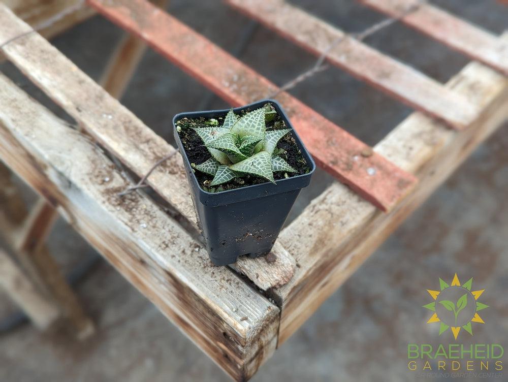 Haworthia Tessallata