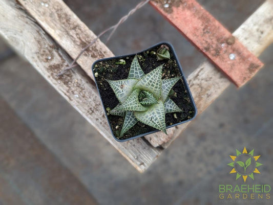Haworthia Tessallata