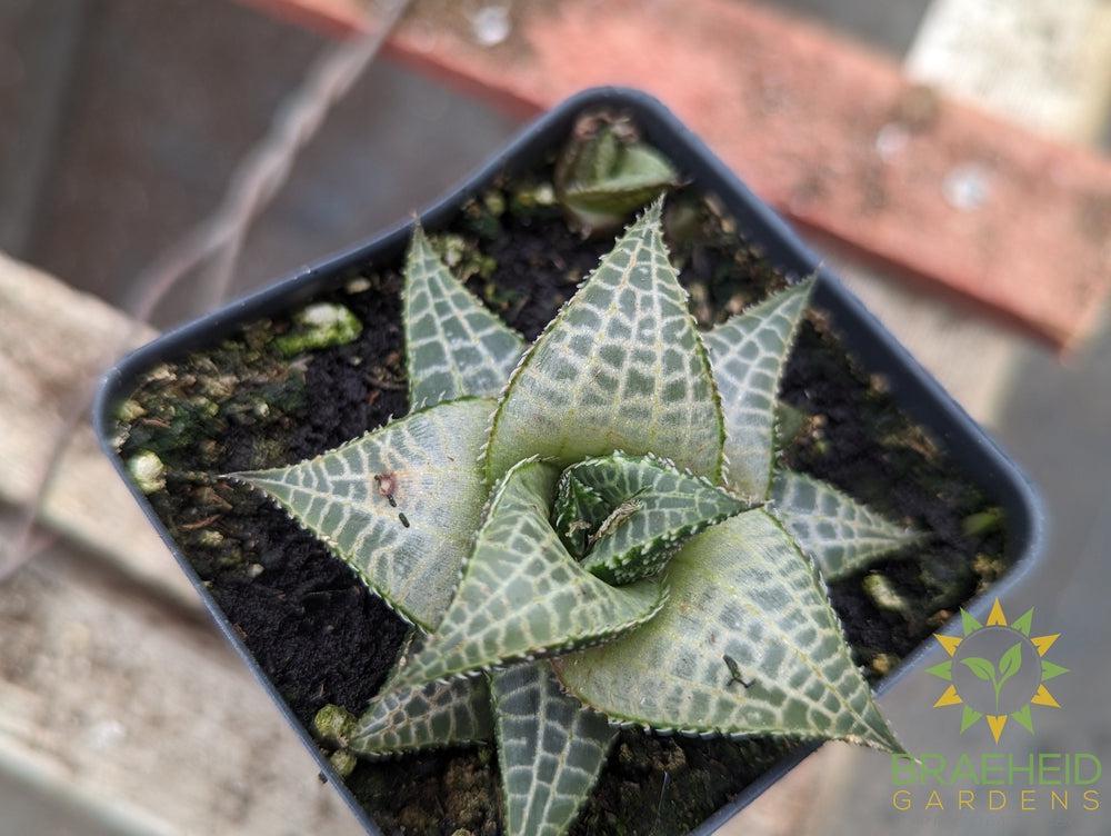 Haworthia Tessallata