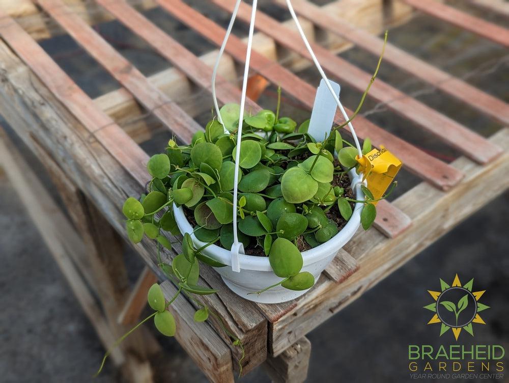 Dischidia Imbricata Hanging Baskets