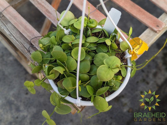 Dischidia Imbricata Hanging Baskets