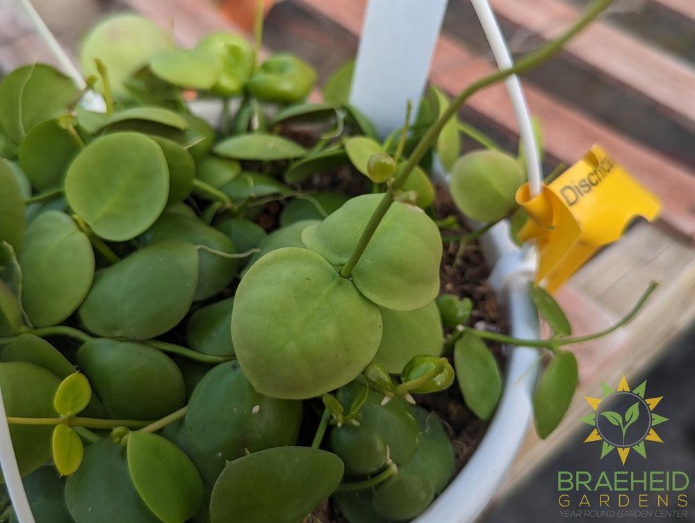 Dischidia Imbricata Hanging Baskets