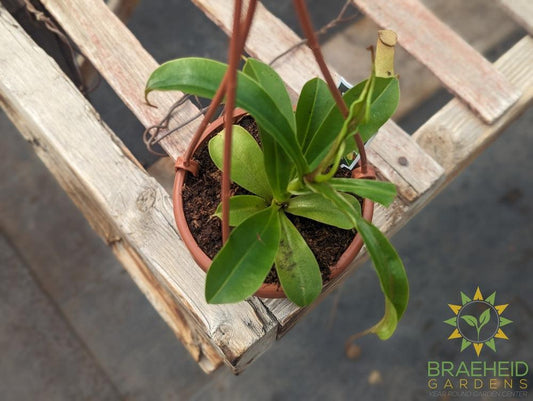 Nepenthes Asiatique - Asian Pitcher Plant