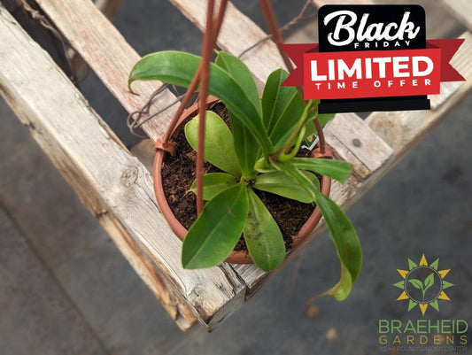 Nepenthes Asiatique - Asian Pitcher Plant