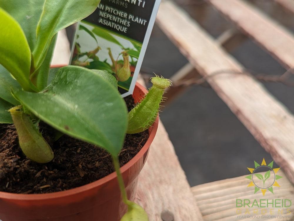Nepenthes Asiatique - Asian Pitcher Plant